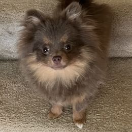 Pomeranian Puppies from Hummingbird & Fox