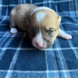 Crystal light - Red female Pembroke Welsh Corgi puppy in Blaine, Tennessee from Rose Brier Pembroke Welsh Corgis