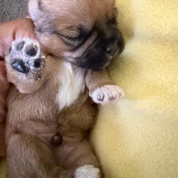 Boy 1 - Black gold and white male Shorkie puppy in Florida from Shih tzus and Shorkies Galore