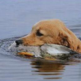 Golden Retrievers from Cashmere Golden Retrievers