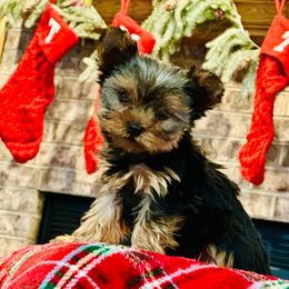 Gucci - Black and tan male Yorkshire Terrier puppy in South Coffeyville, Oklahoma from Nicki's Yorkies