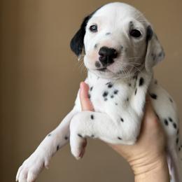Female 1 - White and black female Dalmatian puppy in Lake Mathews, California from Bully Market