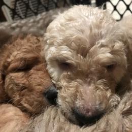 Goldendoodle Puppies from Da Ruba Doodles