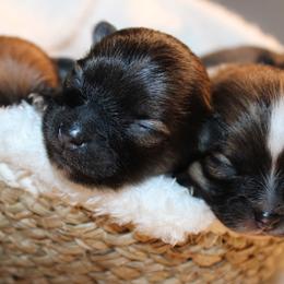 Pomeranians from Tiara house of poms