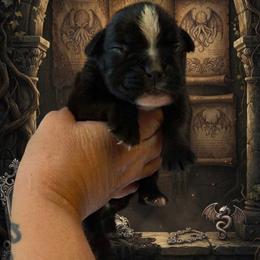 Samara (Girl) - Brindle female Boxer puppy in Red Boiling Springs, Tennessee from Silver Rain