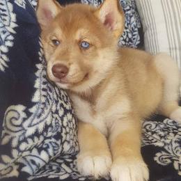 Siberian Husky Puppies from Crazy Cookies Huskies