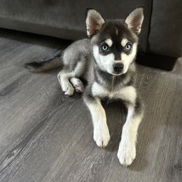 Alaskan Klee Kai Puppies from Lucky Charm Farms