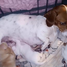 Grazy - Dachshund