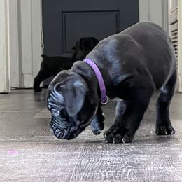 Cane Corso Puppies from Ragnarok kennels