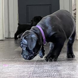 Cane Corso Puppies from Ragnarok kennels
