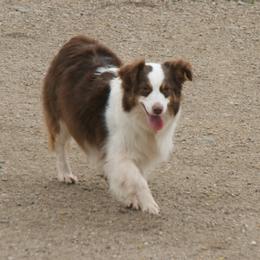 Dixie - Miniature Australian Shepherd