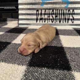 Baxter - Cream male Dachshund puppy in Stilwell, Oklahoma from B & K Dachshunds
