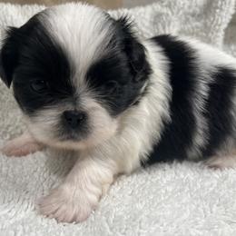 Full AKC Bentley - Black female Pekingese puppy in Pennsylvania from Triple I Pekes