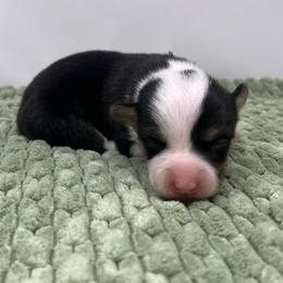 Robin - Black and tan female Pembroke Welsh Corgi puppy in Waco, Texas from The Comma Corgis
