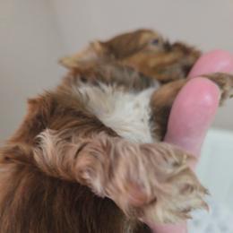 Baby boy 2 - Chocolate male Shih Tzu puppy in Filer, Idaho from Shih Tzu Kennels