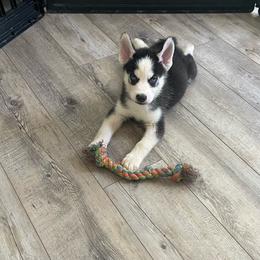 Onyx boy 4 - Black and white male Siberian Husky puppy in Ocala, Florida from Florida Husky Puppies