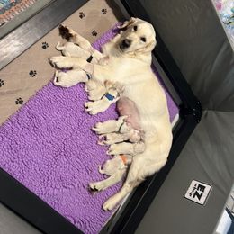 Light Pink Girl - Light golden female Golden Retriever puppy in Montgomery, Texas from Chrysanthos Golden Retrievers