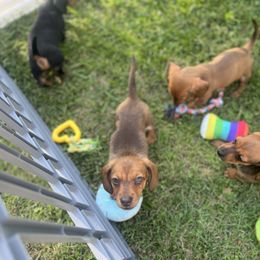 Primo  (CH Euro American lines, health tested) - Chocolate and tan male Dachshund puppy in Moon Township, Pennsylvania from Serendipity Dachshunds