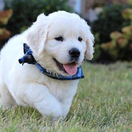 Golden Retrievers from Majestic Mountain Goldens