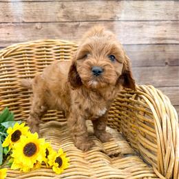 Zinnia - Red female Cavapoo puppy in Beresford, South Dakota from DAKOTA DOOD RANCH