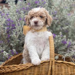 Beth - Parti female Labradoodle puppy in Murray, Utah from Swann's Kennels