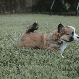 American Corgi and Pembroke Welsh Corgi Puppies from Witch Creek Corgis