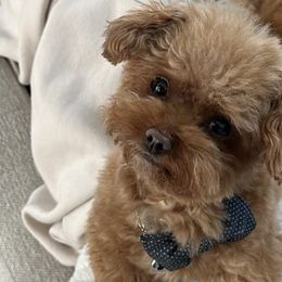 Cavapoos from Corringtons Curls
