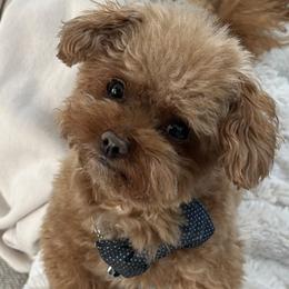 Cavapoos from Corringtons Curls