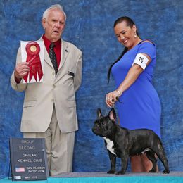 French Bulldog All Grown Up from Windswept French Bulldogs