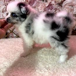 Pomeranian Puppies from Nel’s Pomeranians