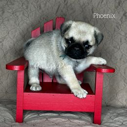 Phoenix - Fawn male Pug puppy in Summerville, Georgia from Pearly’s Pugs & Pollywog Poodles