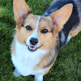 Cardigan Welsh Corgis from Barkstock