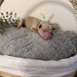 Mint - Cream female Poodle puppy in Twin Lake, Michigan from Paige's Poodles