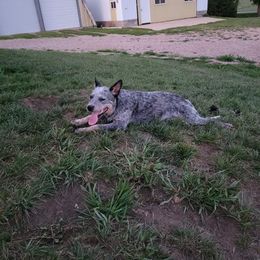 Australian Cattle Dog All Grown Up from Glory Ranch Australian Cattle Dogs