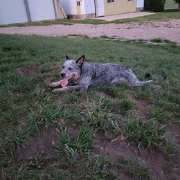 Australian Cattle Dog All Grown Up from Glory Ranch Australian Cattle Dogs