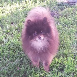 Bandit - Pomeranian