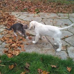 Golden Retriever Puppies from Dandelion Meadows Farm