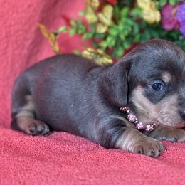 Blue Bell - Blue and cream female Dachshund puppy in Lincoln, Arkansas from Red Dirt Dachshunds