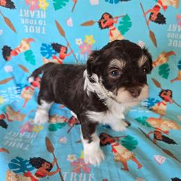 Willow - Chocolate female Havanese puppy in Mason City, Iowa from Hoku Havanese