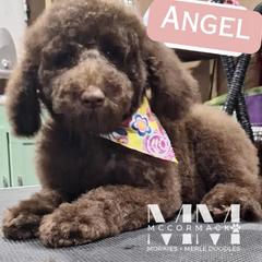 Double Doodle and Morkie Puppies from McCormack Morkies + Merle Doodles