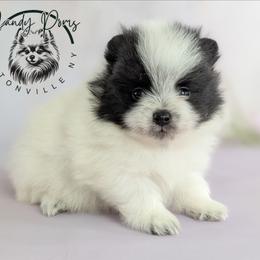 Oreo - Black parti male Pomeranian puppy in Fultonville, New York from Sandy Aussies & Pomeranians