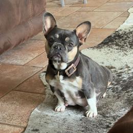 French Bulldog and Olde English Bulldogge All Grown Up from Misfit Ranch bulldogs