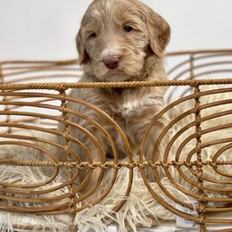 Cockapoo and Goldendoodle Puppies from Vino and Vespa Doodles