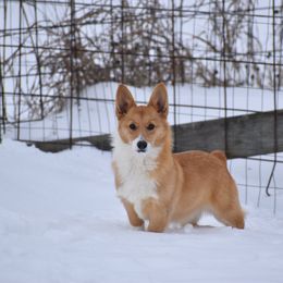Lani - Sable female Pembroke Welsh Corgi puppy in Gober, Texas from Trigger Time Kennels