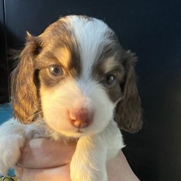 Torpid Girl 1 - Piebald female Cairn Terrier puppy in Bigfork, Minnesota from Dachshunds Up North