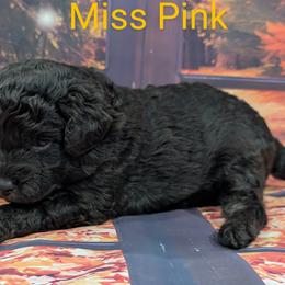 Goldendoodle, Golden Retriever, Labradoodle, and Labrador Retriever Puppies from Robertson's Retrievers and Doodles