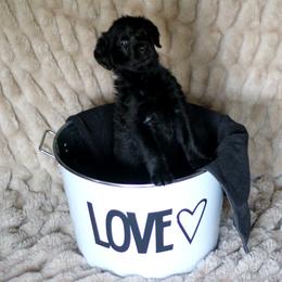 Labradoodle and Labrador Retriever Puppies from Moore than Dogs