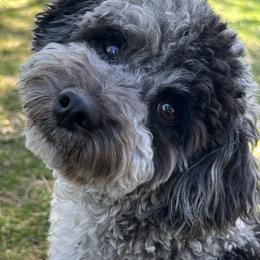Goldendoodles from SRS Goldendoodles