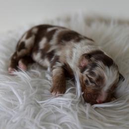 Buddy - Red merle male Australian Shepherd puppy in Tyner, Kentucky from Lil’ Town Aussies