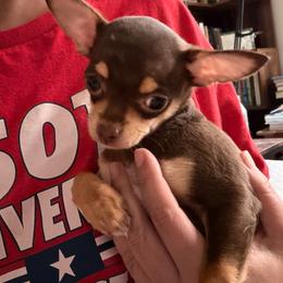 Princess - Chocolate and white female Chihuahua puppy in Washington, Washington, D.C. from VIP Chihuahuas